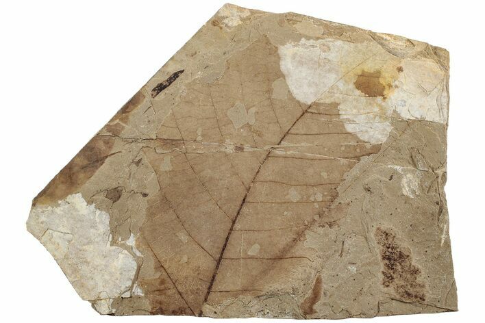 Fossil Leaf (Fagus) - McAbee, BC #226126